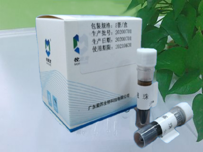 博江磁珠（提取核酸用)