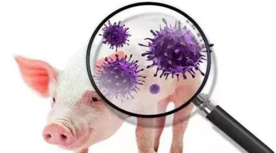 樊福好：唾液學(xué)檢測(cè)在非洲豬瘟定點(diǎn)清除技術(shù)中的應(yīng)用