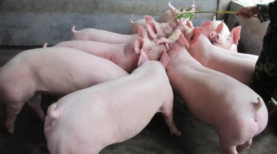 豬健康體質(zhì)檢測類產(chǎn)品問答